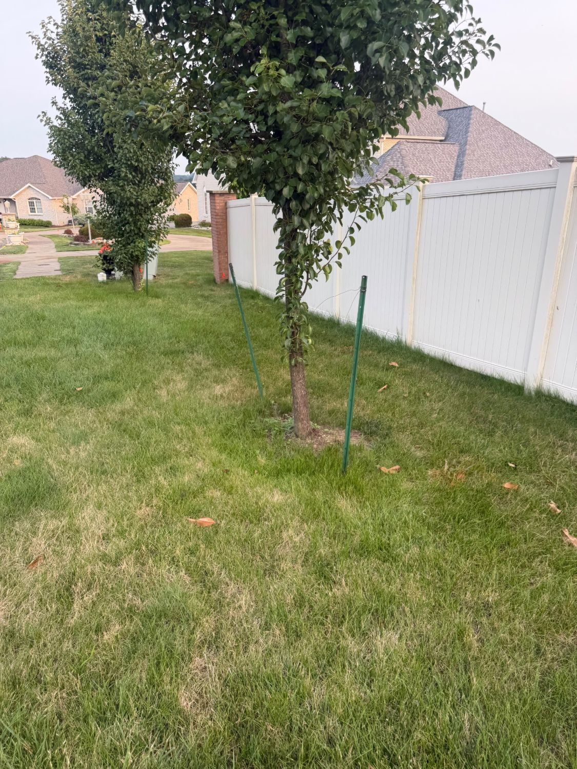 Newly planted young tree staked in a residential lawn