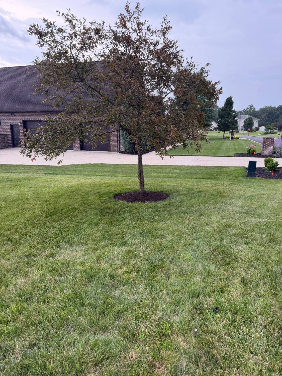 Newly planted young tree staked with a mulch ring in a front yard