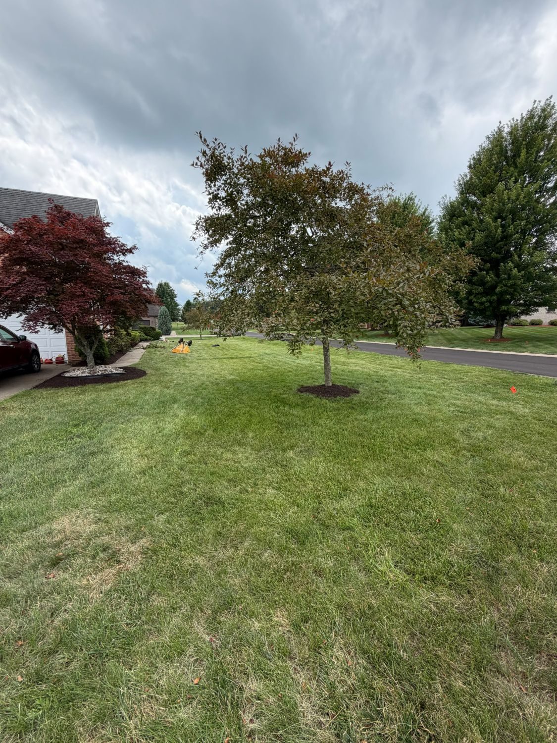 Newly planted young tree staked in a front lawn near a driveway