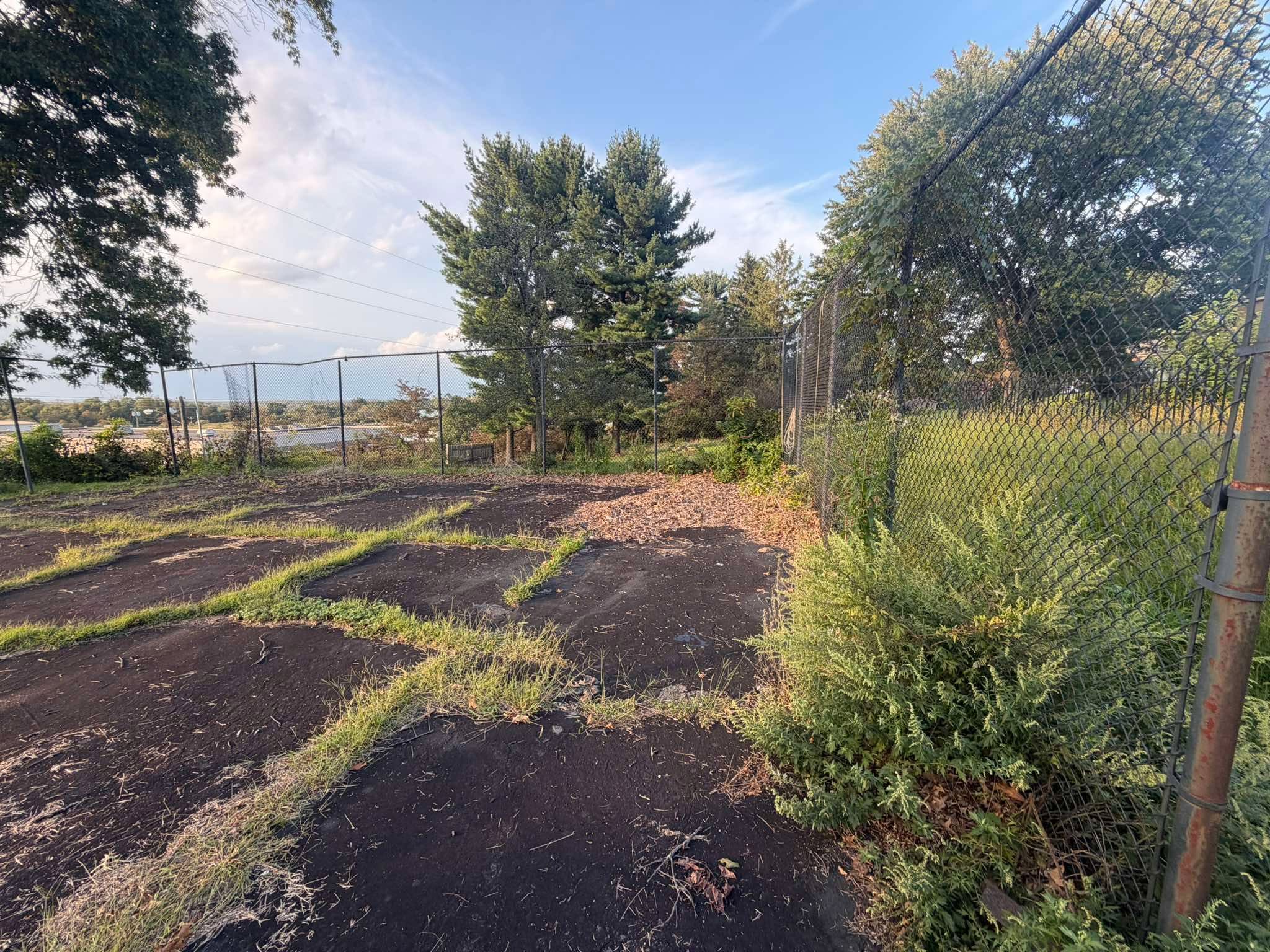 Overgrown court area before restoration